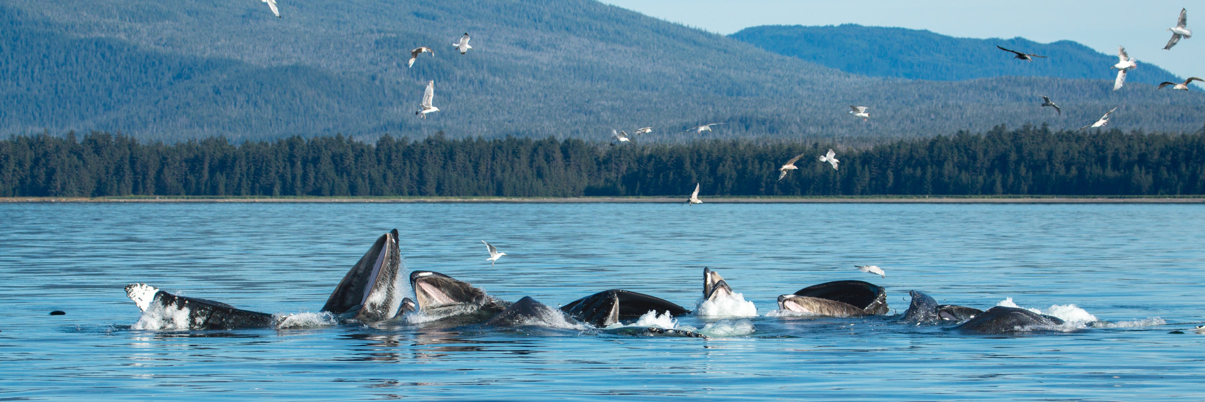 Whales