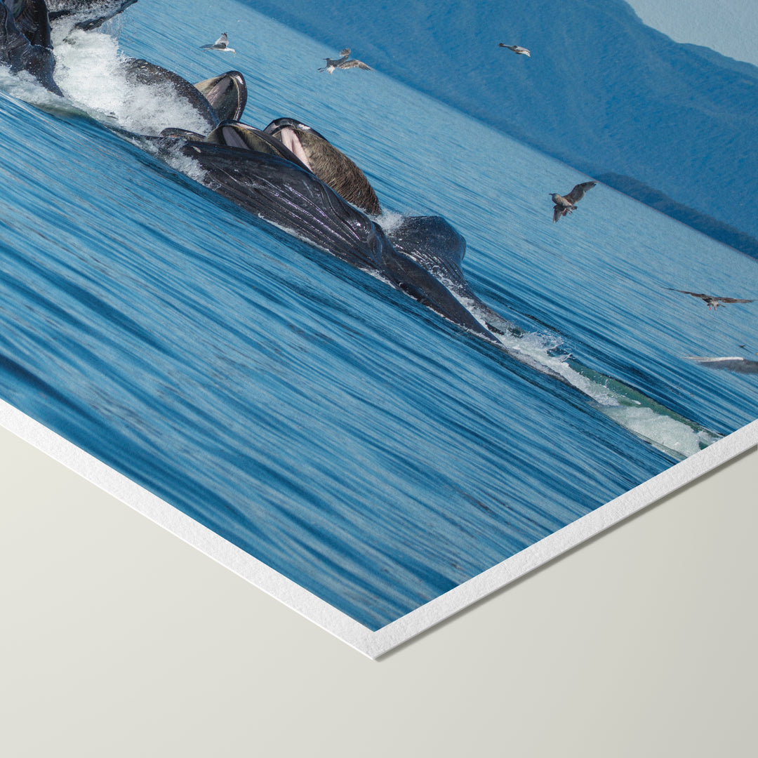 Humpback whales bubblenet feeding II - Hahnemühle Photo Rag Print
