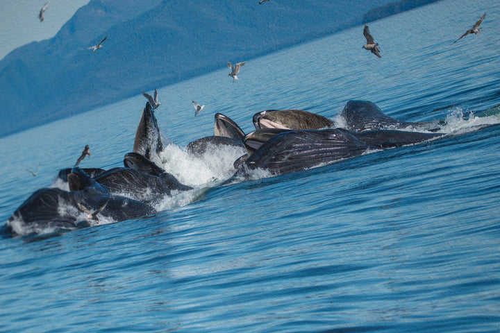 Humpback whales bubblenet feeding II - Hahnemühle Photo Rag Print