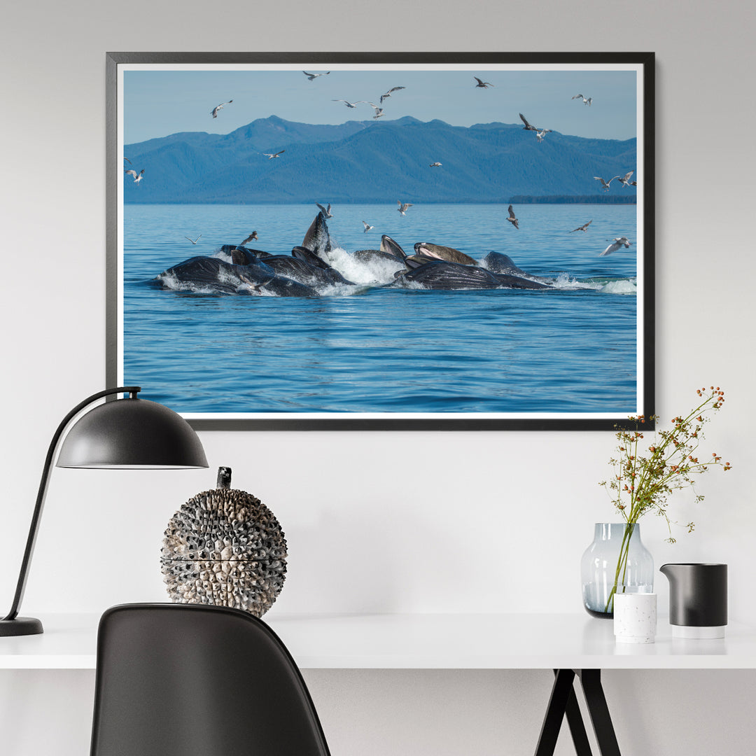 Humpback whales bubblenet feeding II - Photo Art Print