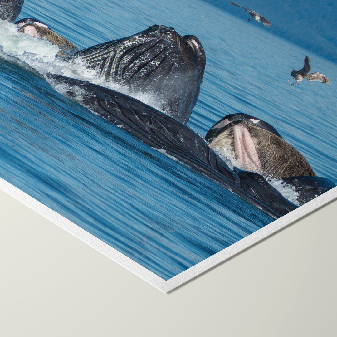 Buckelwale mit Blasennetz füttern III – Hahnemühle Photo Rag Print