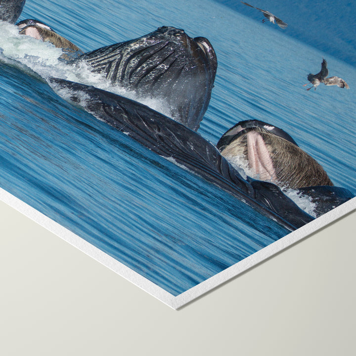 Buckelwale mit Blasennetz füttern III – Hahnemühle Photo Rag Print