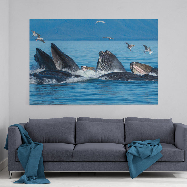 Humpback whales bubblenet feeding III - Canvas