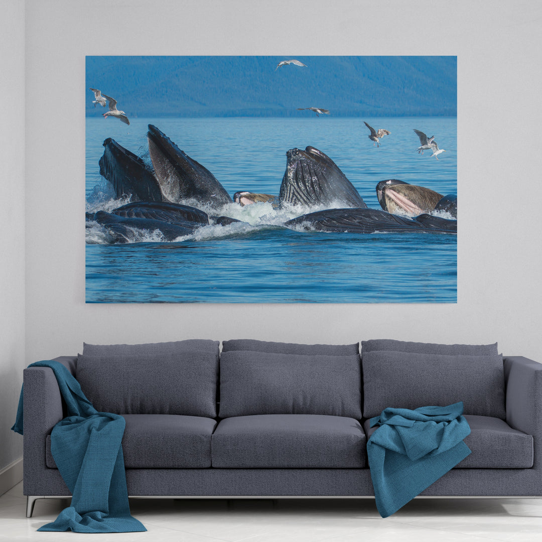 Buckelwale beim Fressen mit Blasennetzen III – Leinwand