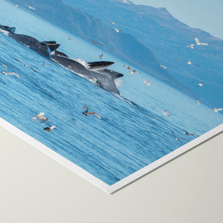Humpback whales bubblenet feeding IV - Hahnemühle Photo Rag Print