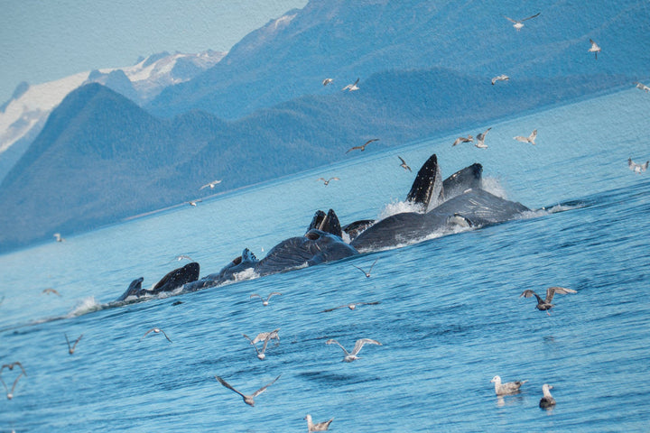 Humpback whales bubblenet feeding IV - Hahnemühle Photo Rag Print
