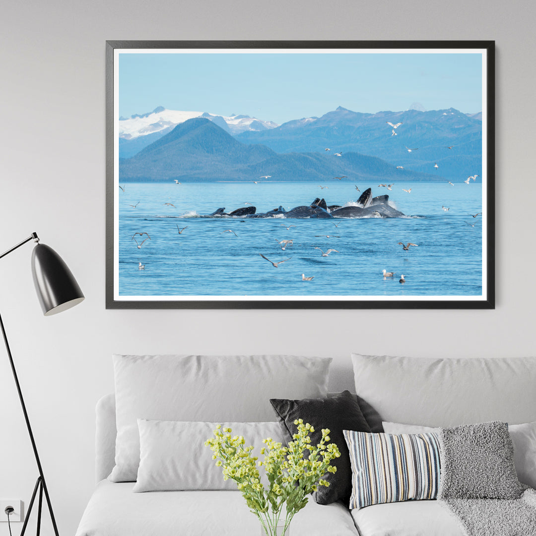 Humpback whales bubblenet feeding IV - Hahnemühle Photo Rag Print