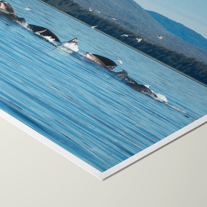 Кормление горбатых китов сетью-пузырьком V - Hahnemühle Photo Rag Print