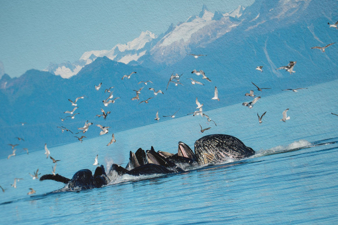 Humpback whales bubblenet feeding VIII - Hahnemühle Photo Rag Print