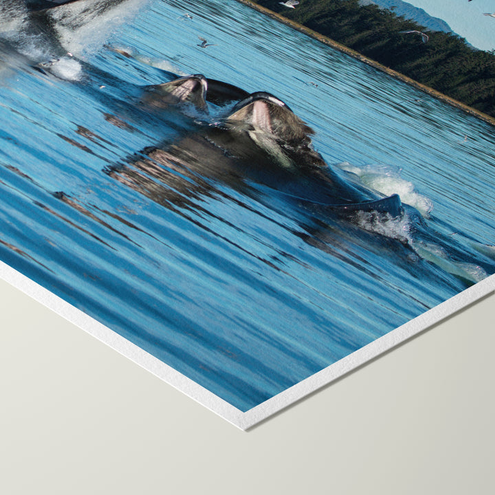 Humpback whales bubblenet feeding X - Hahnemühle Photo Rag Print