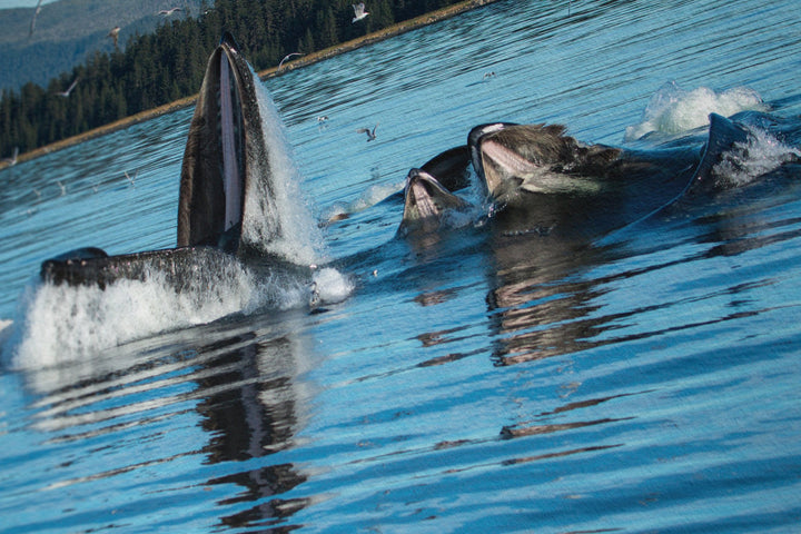 Humpback whales bubblenet feeding X - Hahnemühle Photo Rag Print