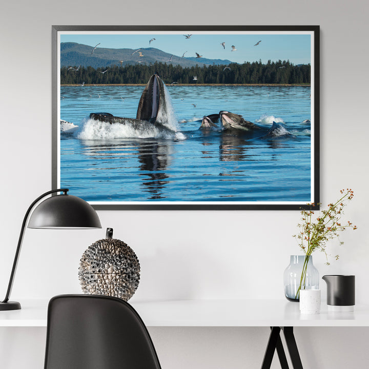 Humpback whales bubblenet feeding X - Hahnemühle Photo Rag Print