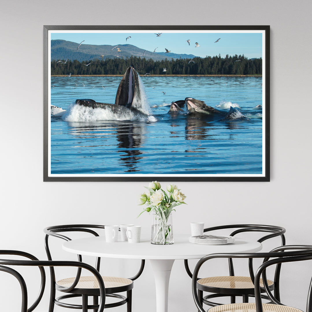 Humpback whales bubblenet feeding X - Photo Art Print