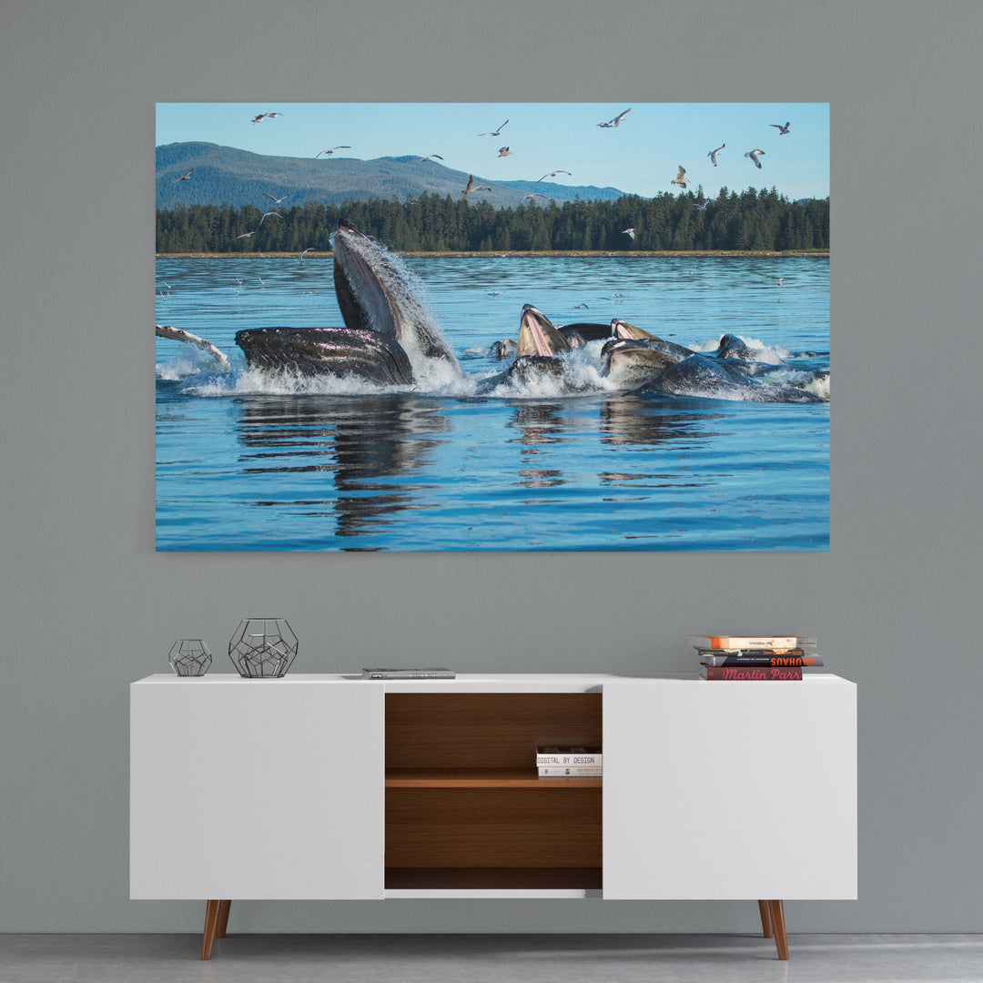 Humpback whales bubblenet feeding XI - Canvas