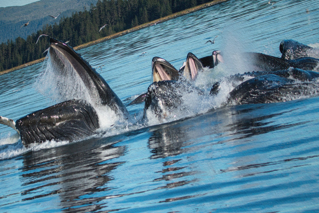 Humpback whales bubblenet feeding XII - Hahnemühle Photo Rag Print