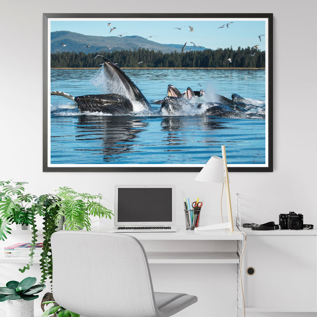 Humpback whales bubblenet feeding XII - Photo Art Print
