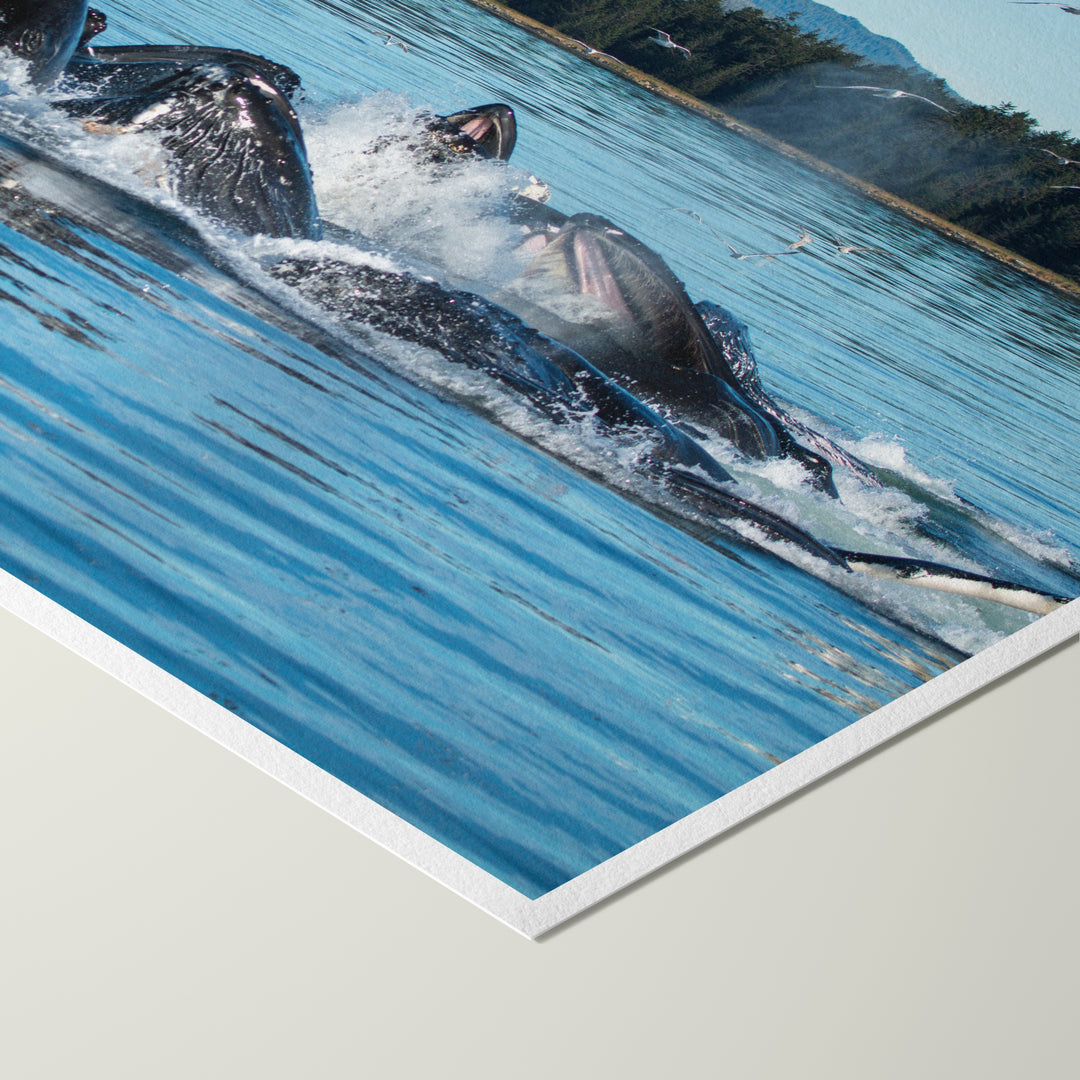 Humpback whales bubblenet feeding XIII - Hahnemühle Photo Rag Print