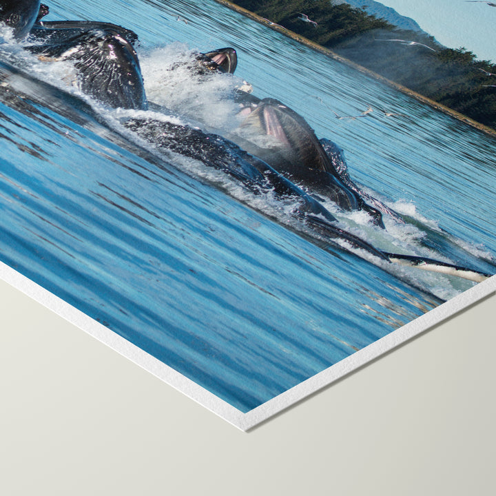 Humpback whales bubblenet feeding XIII - Hahnemühle Photo Rag Print