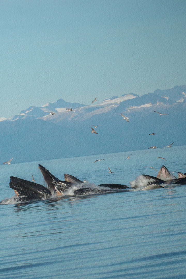 Humpback whales bubblenet feeding XIV - Hahnemühle Photo Rag Print