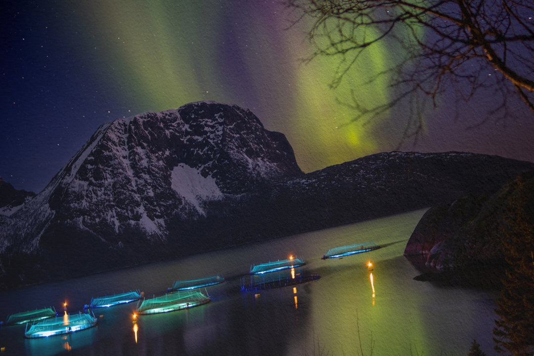 Fish pens across Lundøya with aurora VII - Hahnemühle Photo Rag Print