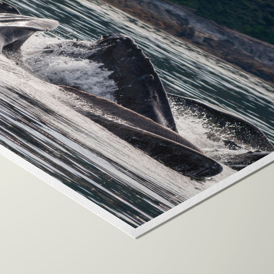Humpback whales bubblenet feeding XV - Hahnemühle Photo Rag Print