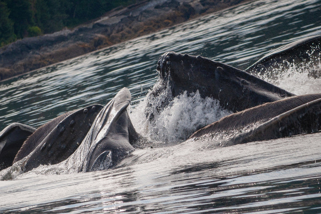 Humpback whales bubblenet feeding XV - Hahnemühle Photo Rag Print