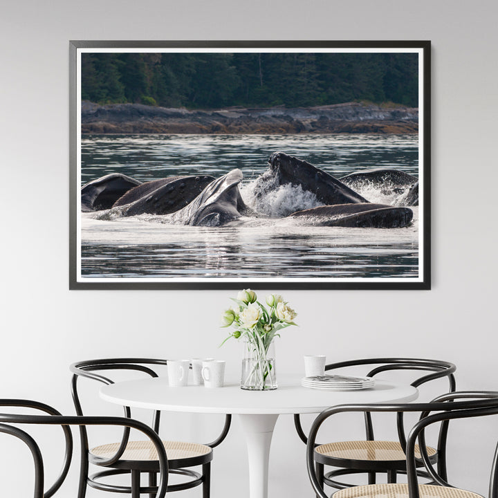 Humpback whales bubblenet feeding XV - Photo Art Print
