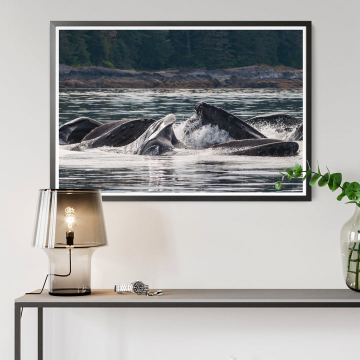 Humpback whales bubblenet feeding XV - Hahnemühle Photo Rag Print