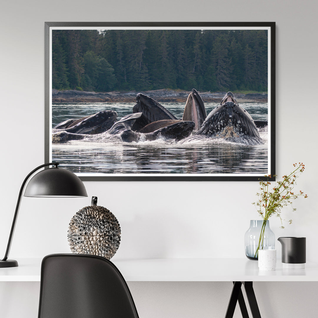 Humpback whales bubblenet feeding XVI - Photo Art Print