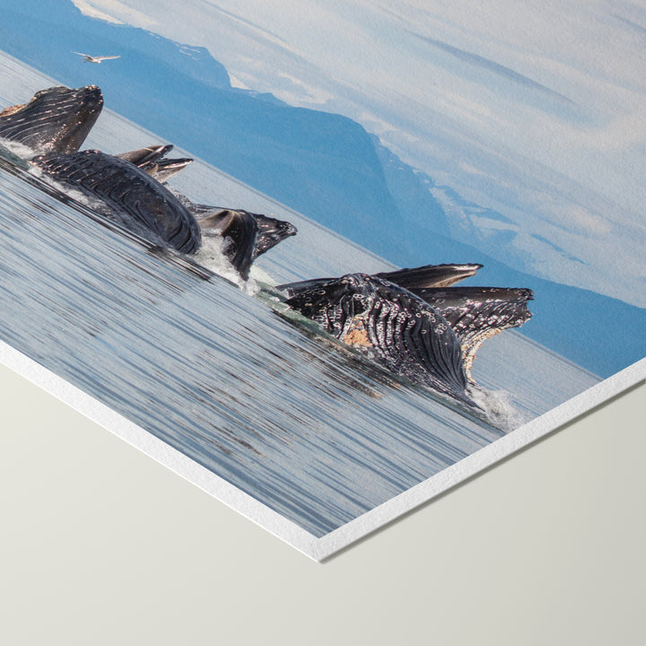 Кормление горбатых китов сетью-пузырьком XVII - Hahnemühle Photo Rag Print