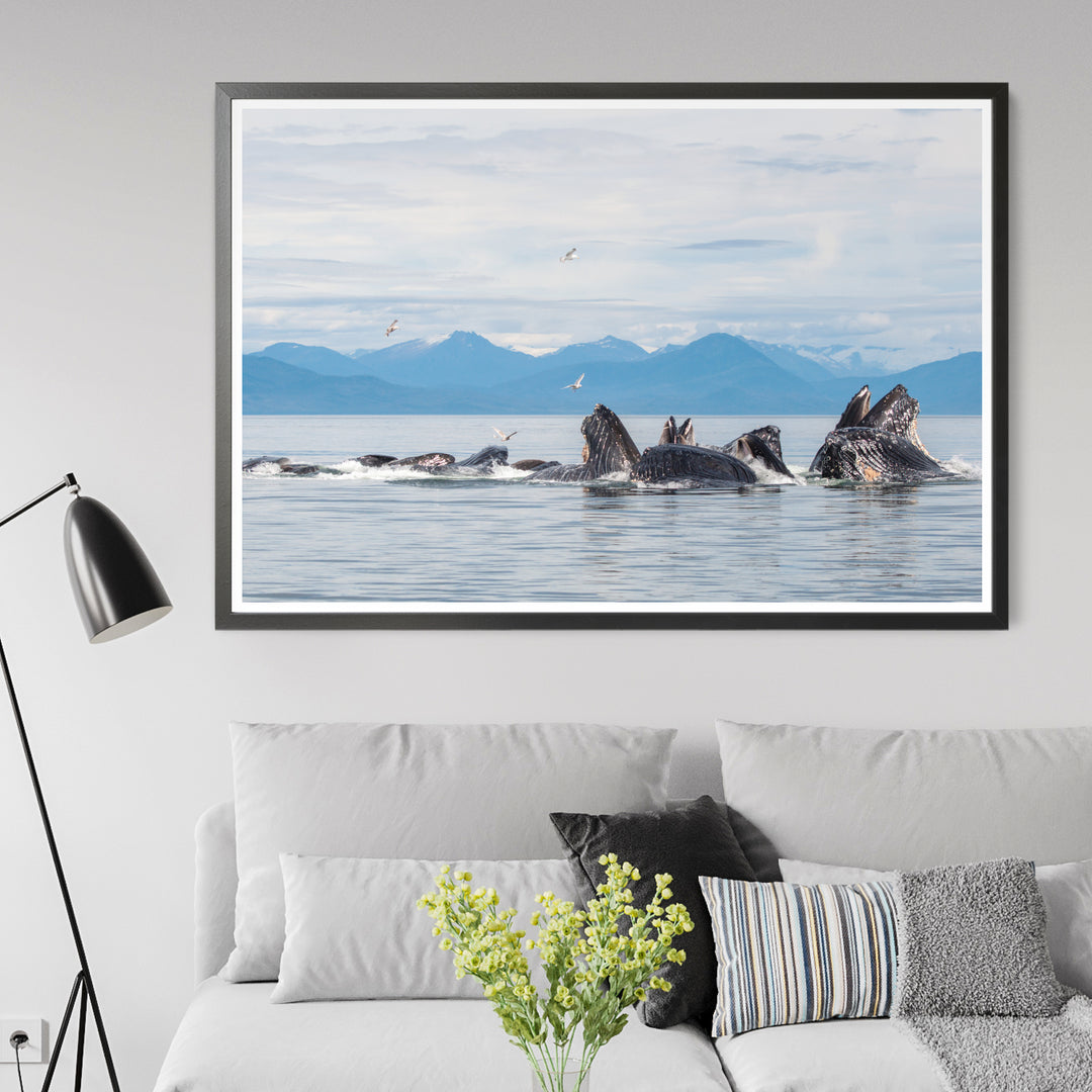 Humpback whales bubblenet feeding XVII - Photo Art Print