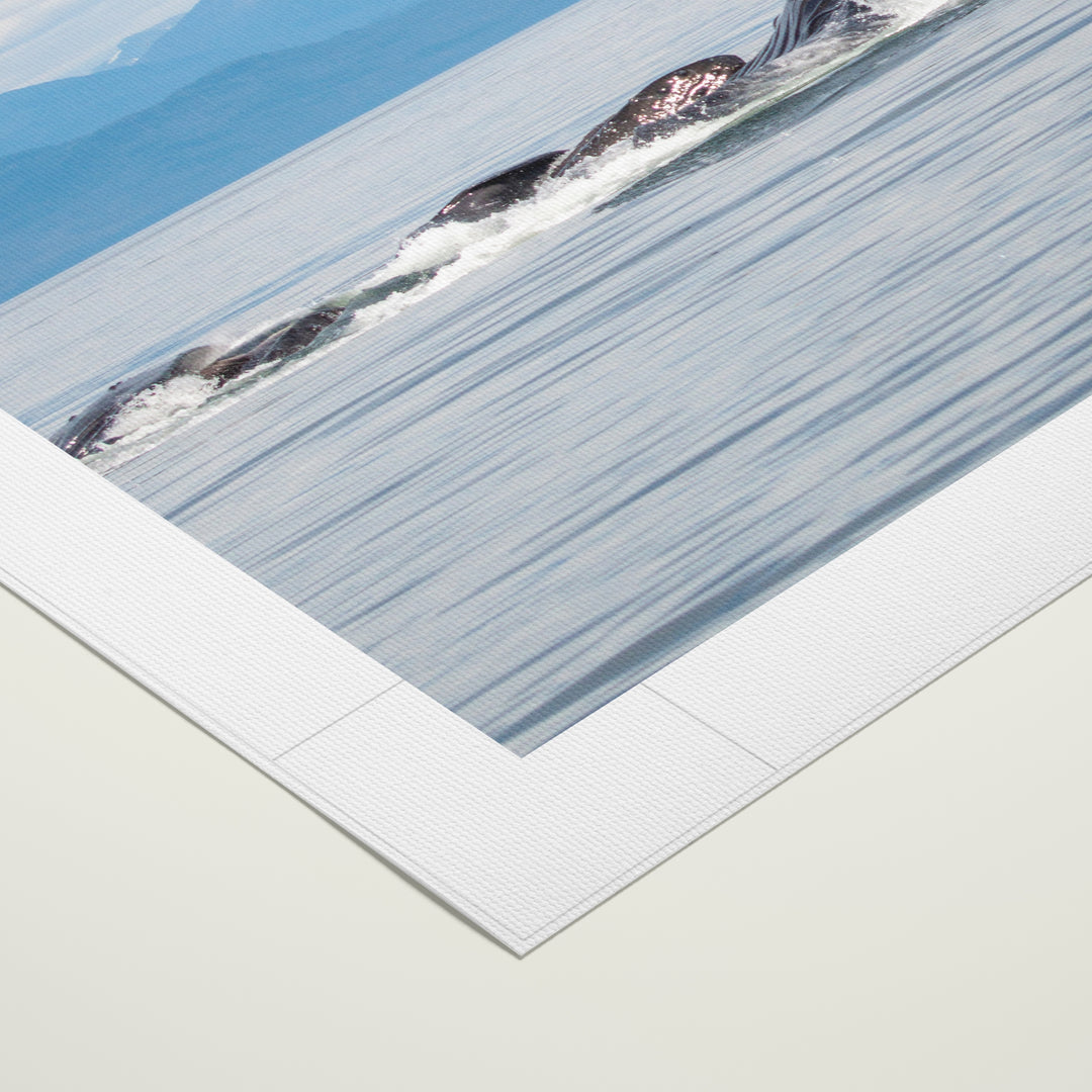 Humpback whales bubblenet feeding XVII - Rolled Canvas