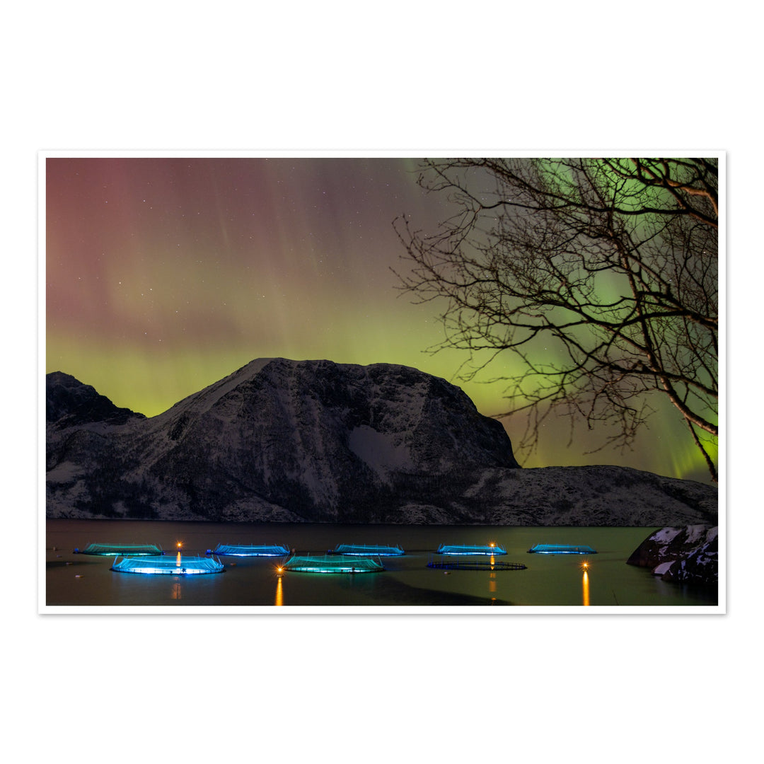 Fish pens across Lundøya with aurora I - Photo Art Print