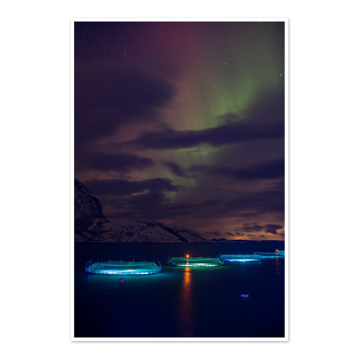 Canetas de peixe com aurora I - Impressão de arte fotográfica
