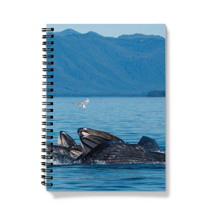 Humpback whales bubblenet feeding I - Notebook