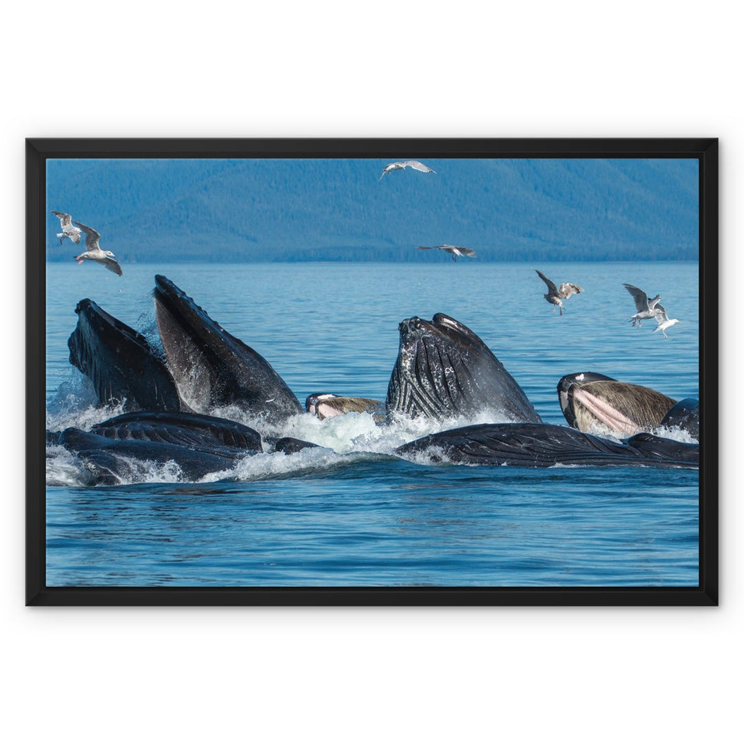 Humpback whales bubblenet feeding III - Framed Canvas