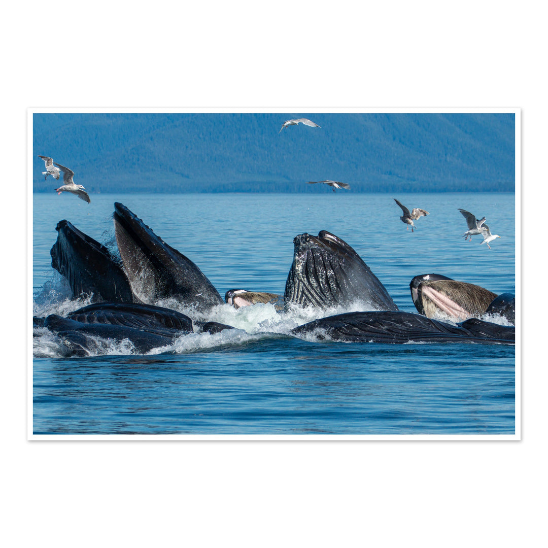 Humpback whales bubblenet feeding III - Photo Art Print