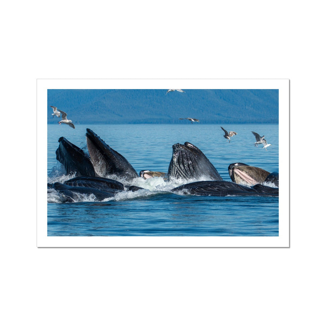 Humpback whales bubblenet feeding III - Rolled Canvas