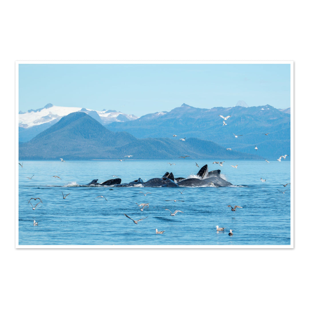 Humpback whales bubblenet feeding IV - Hahnemühle Photo Rag Print