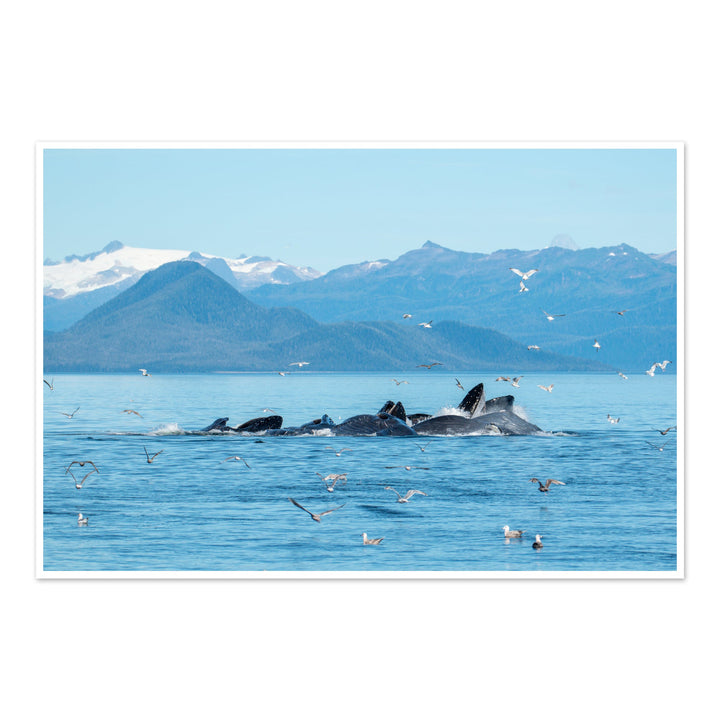Humpback whales bubblenet feeding IV - Hahnemühle Photo Rag Print