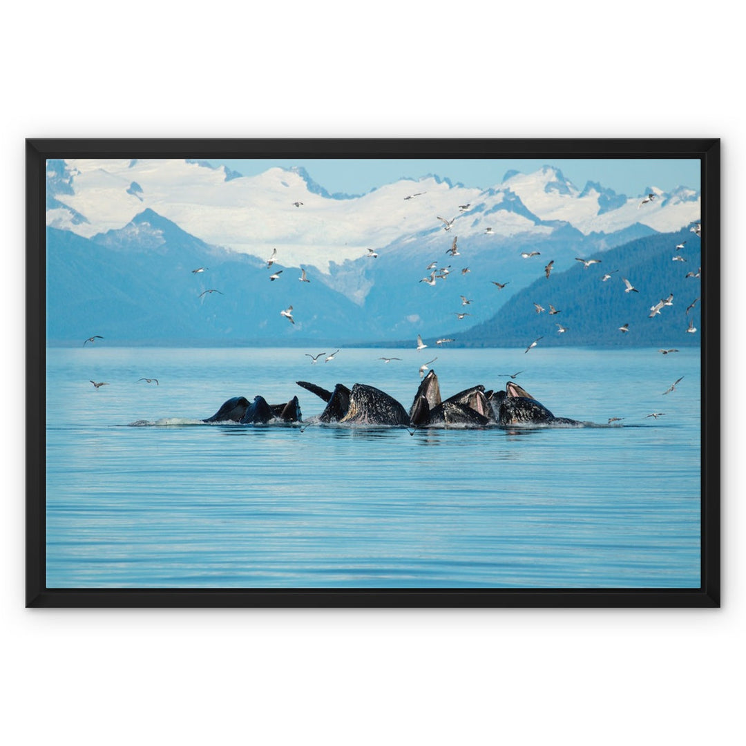 Humpback whales bubblenet feeding IX - Framed Canvas