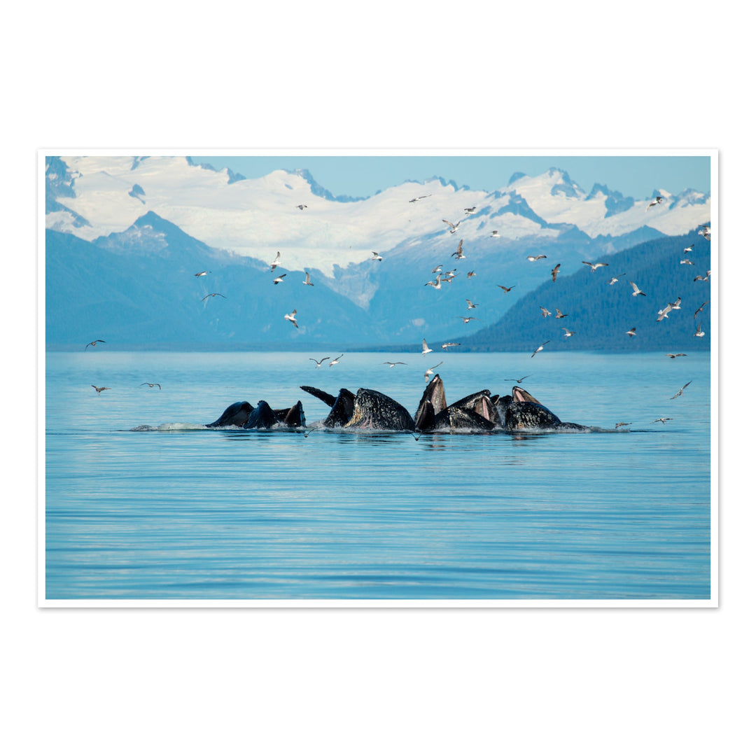 Humpback whales bubblenet feeding IX - Photo Art Print