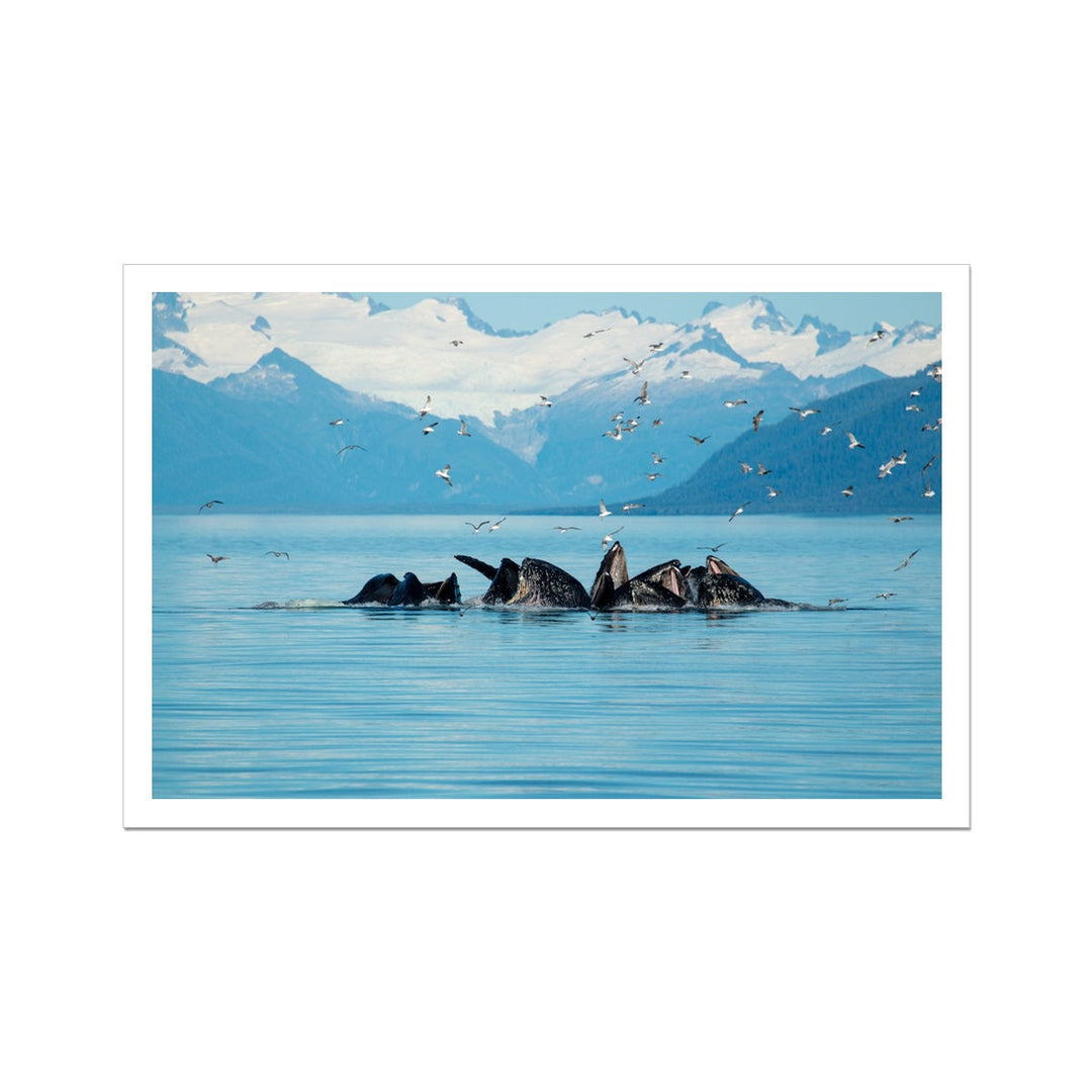 Humpback whales bubblenet feeding IX - Rolled Canvas