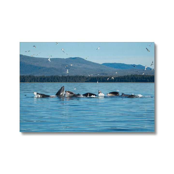 Humpback whales bubblenet feeding V - Canvas