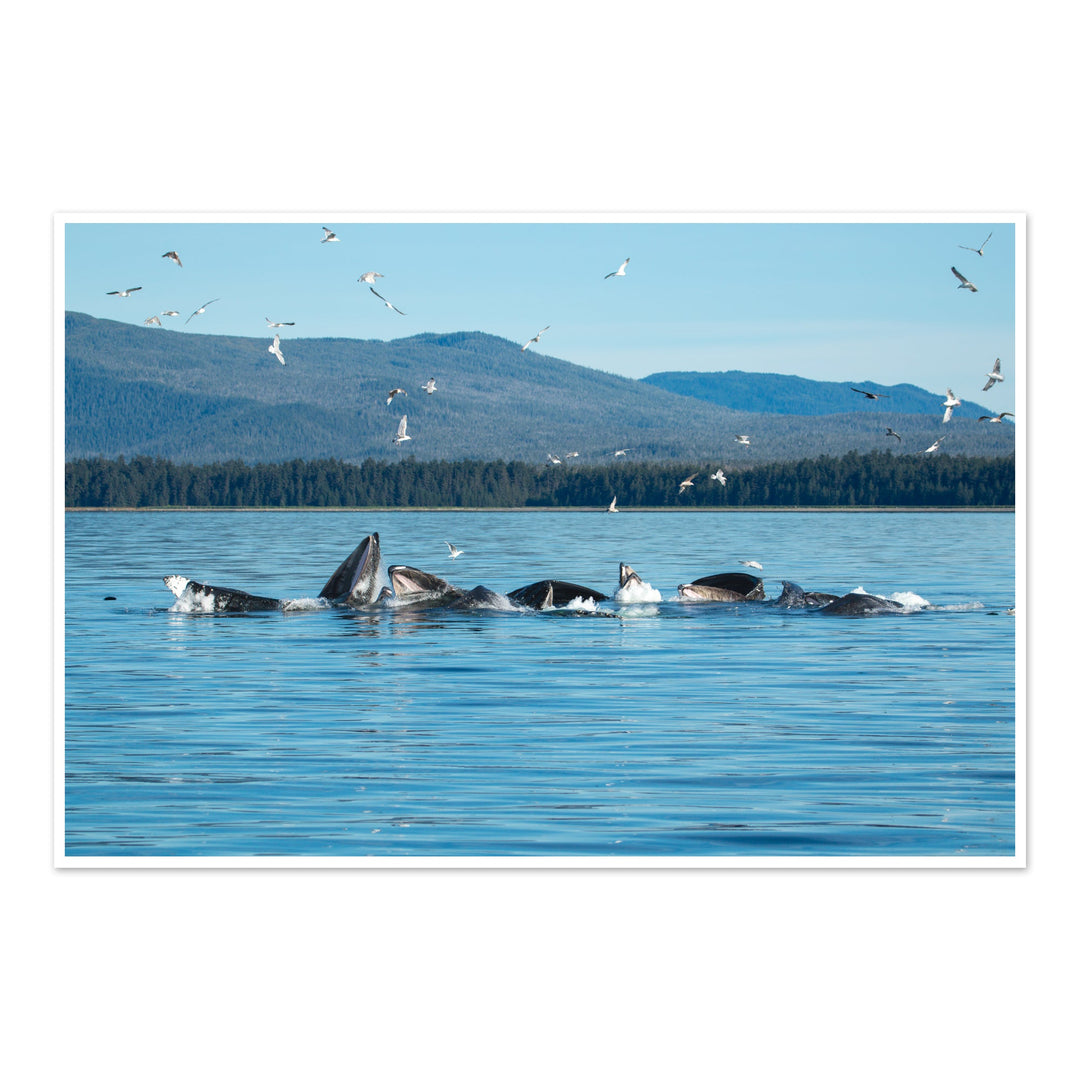 Humpback whales bubblenet feeding V - Photo Art Print