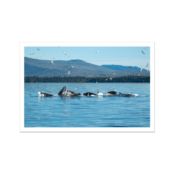 Humpback whales bubblenet feeding V - Rolled Canvas