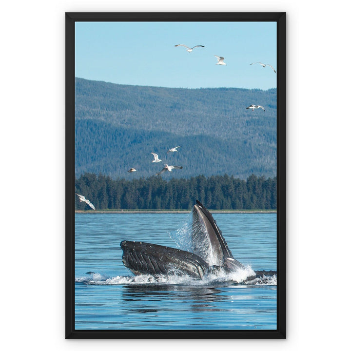 Humpback whales bubblenet feeding VI - Framed Canvas