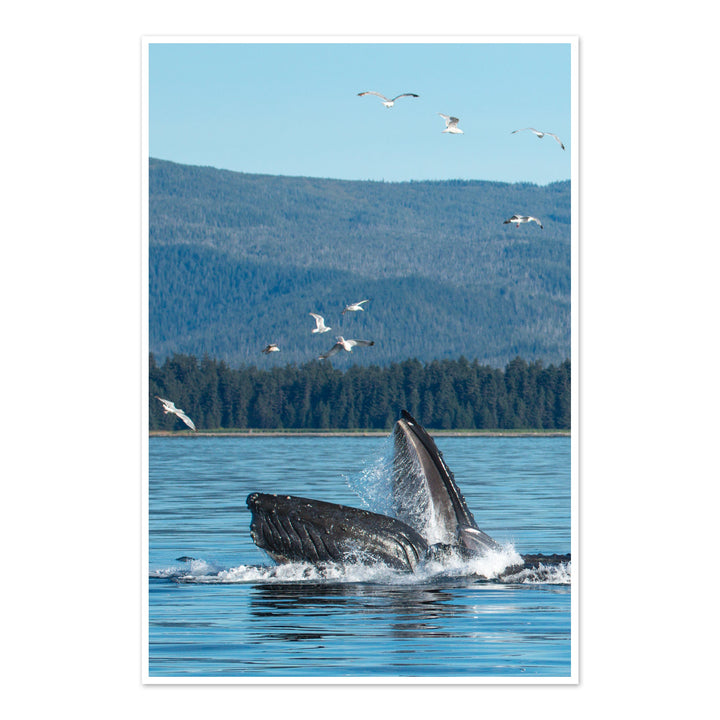 Humpback whales bubblenet feeding VI - Photo Art Print