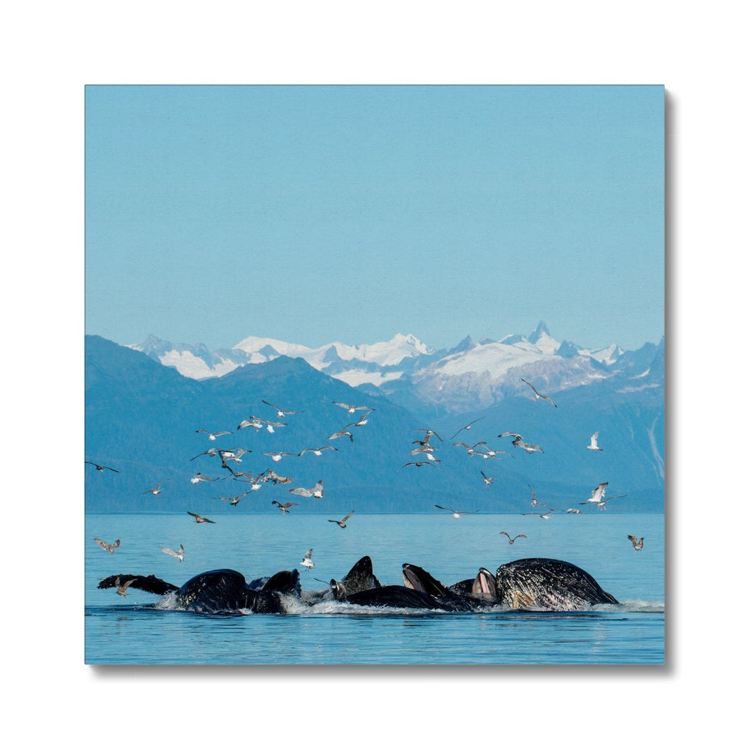 Humpback whales bubblenet feeding VII - Canvas