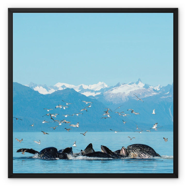 Humpback whales bubblenet feeding VII - Framed Canvas